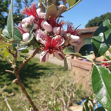La Ferme Du Puits Carre Acomodação com café da manhã Lamasquere Exterior foto